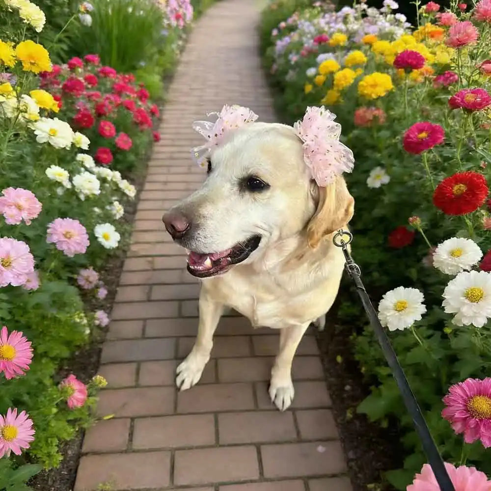 The AeroBow™ Large Lace Shining Dog Bows